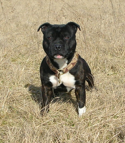 CH. Aston of the upper staff kennel