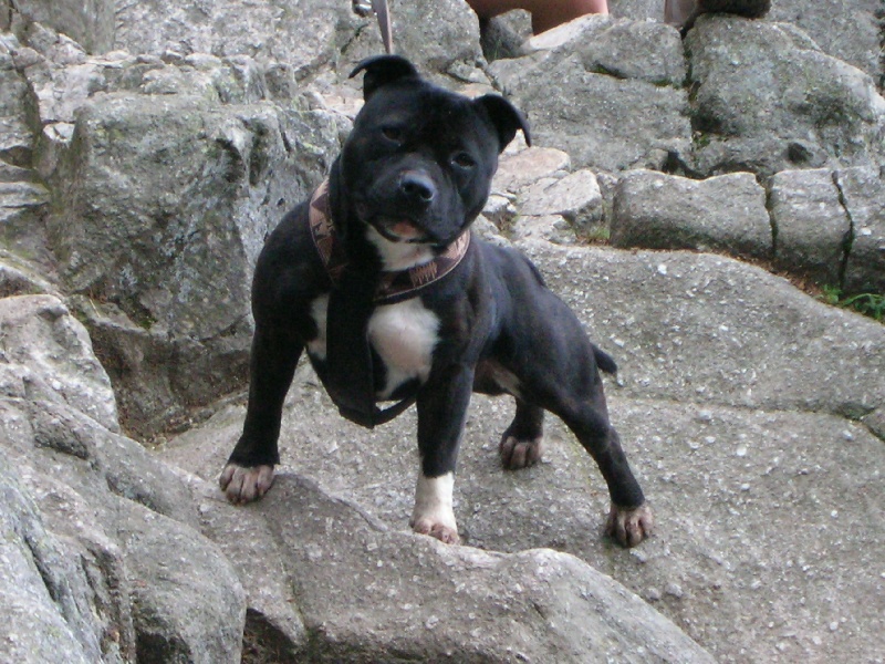 CH. Aston of the upper staff kennel