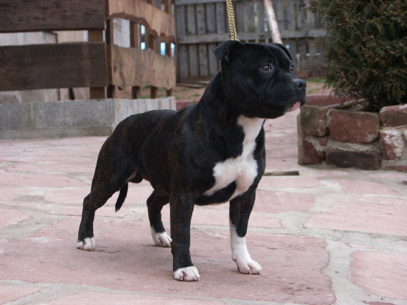 CH. Aston of the upper staff kennel